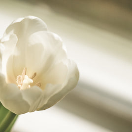 設立８周年感謝のご挨拶