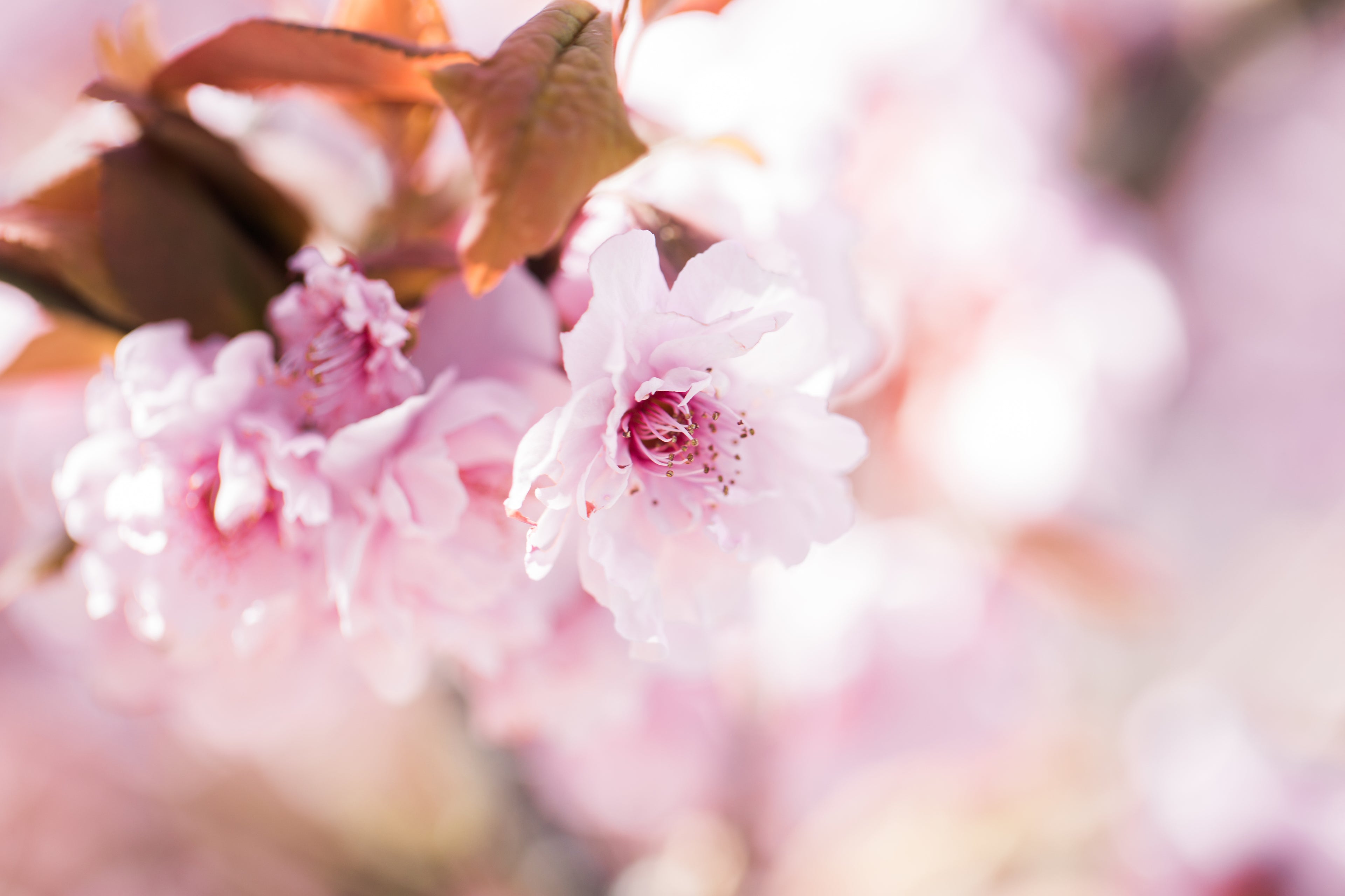 files/a-dreamy-close-up-of-a-cherry-blossom.jpg