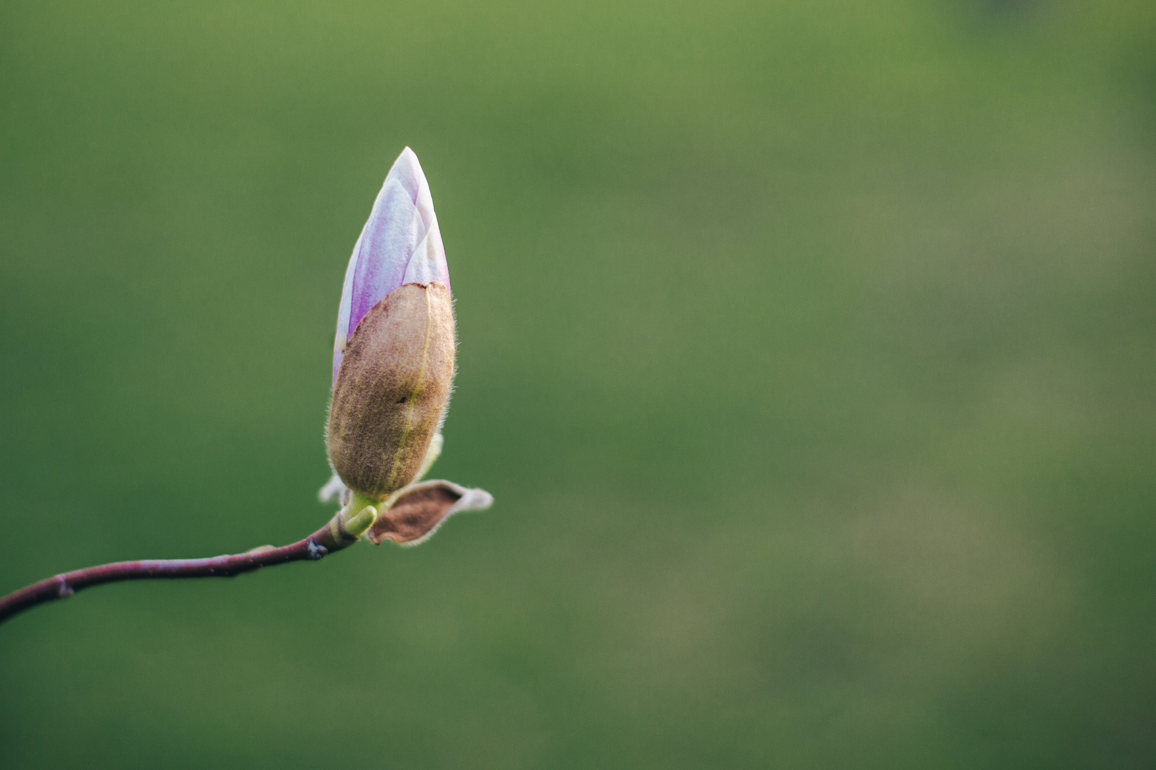 files/a-single-pink-magnolia-about-to-bloom.jpg