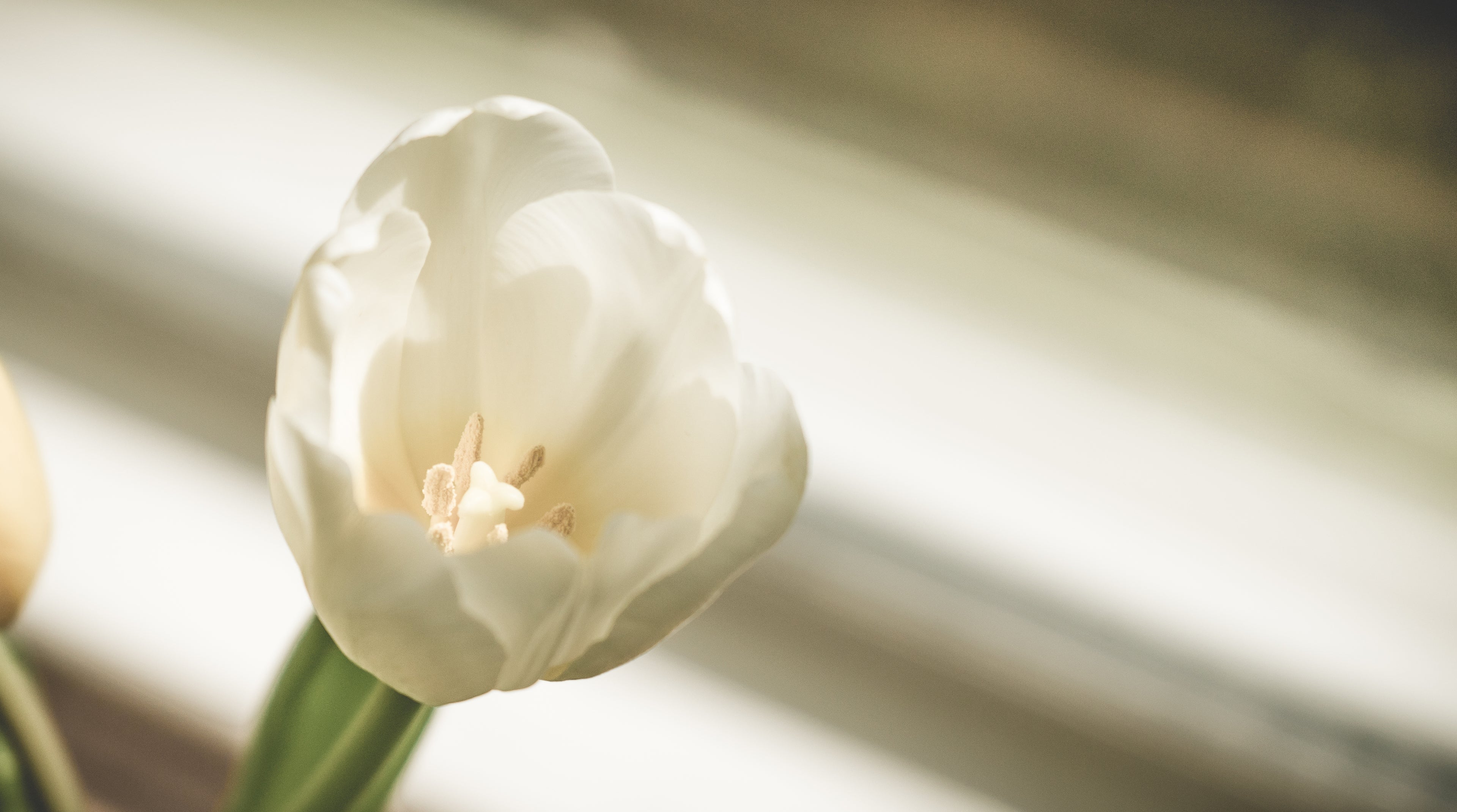 files/single-white-tulip.jpg